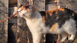 Деревенские коты:)Любителям кошек;)