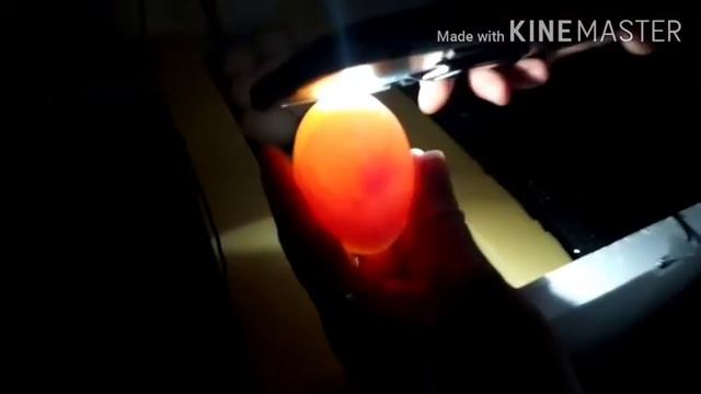 Овоскопируем яйцо, выявляем % оплода смотреть онлайн