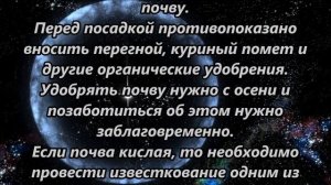 Лук севок, как и когда сажать