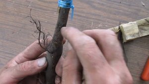Прививка грецкого ореха в конце весны.  Результат на июнь месяц
