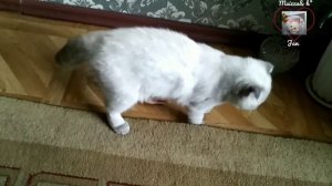 Куриные лапки для кошки