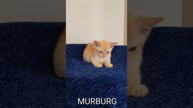 "MURBURG" Питомник кошек породы бурма.