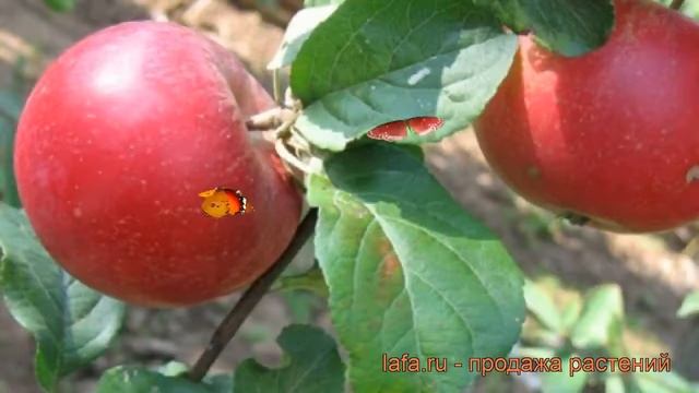 Яблоня обыкновенная Краса Свердловска (malus) ? обзор: как сажать, саженцы яблони Краса Свердловска смотреть онлайн