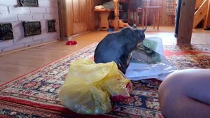 СЛАДУНЯ НАШЁЛ НА ЧЕРДАКЕ СТАРЫЕ ИГРУШКИ ЗВЕРОПАПЫ