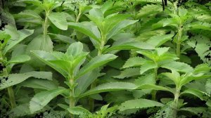 Propiedades De La Stevia 👏 Azucar Stevia Propiedades