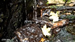 Татьяна Снежина  -  Жёлтые листья