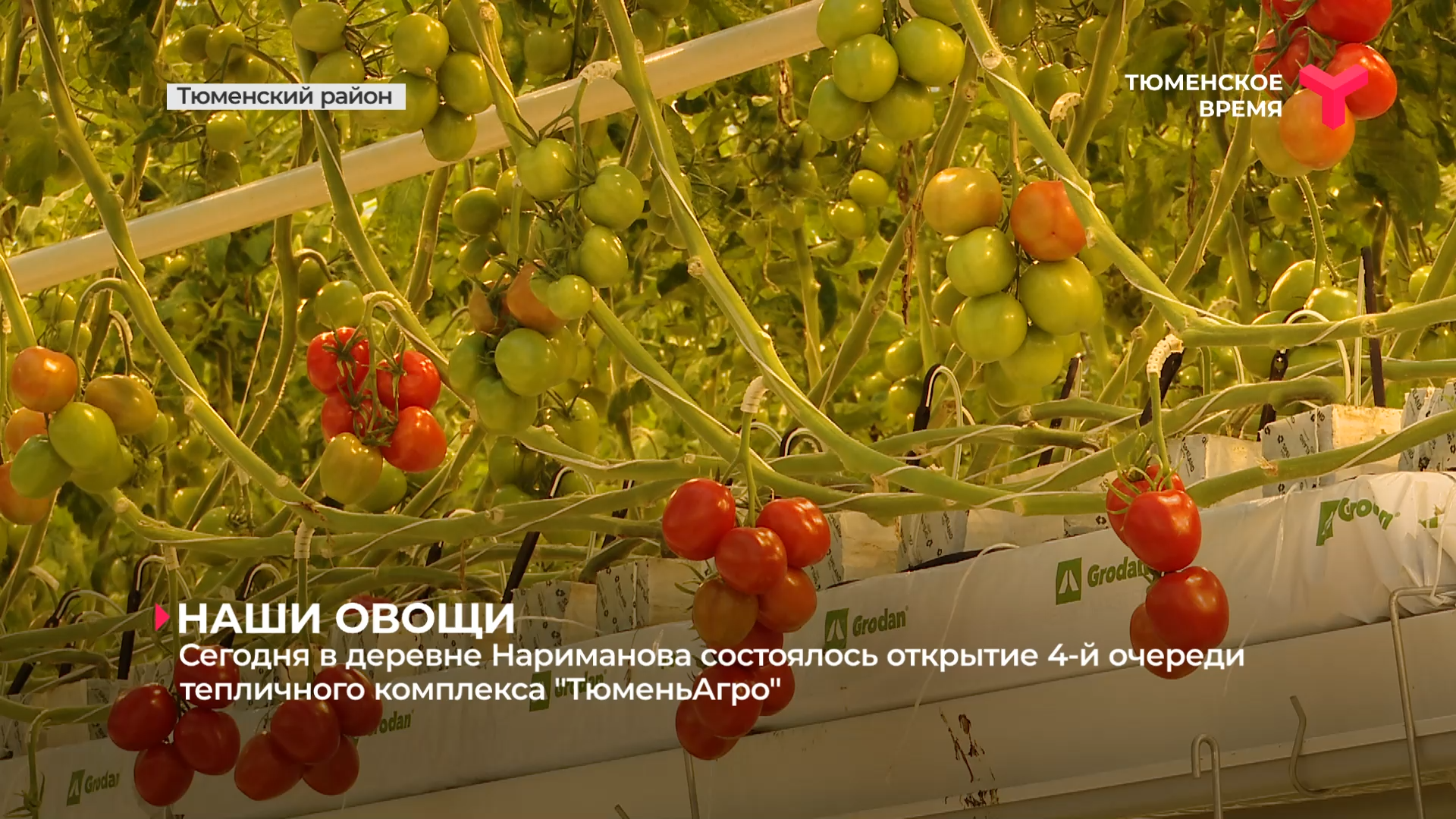 В деревне Нариманова состоялось открытие 4-й очереди тепличного комплекса 