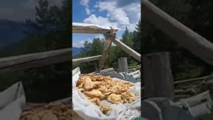 Казахи Алтая-БРАТСКИЙ КАЗАХСКИЙ НАРОД КОЧЕВНИКИ