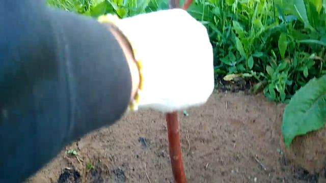 Почему не надо закапывать прививку при посадке саженцев. Из личного опыта . смотреть онлайн