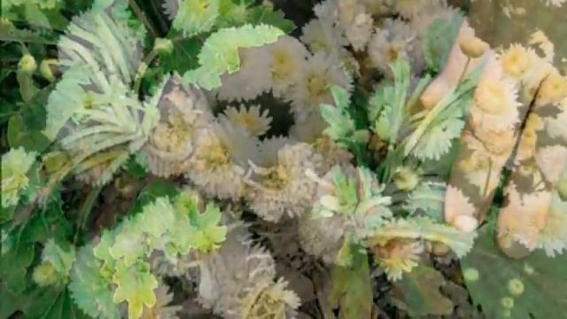 Хризантема корейская Посадка и уход