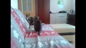 ДРАКА КОТОВ .mp4