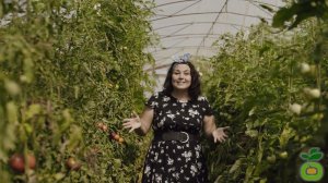 Томат Иваныч - ранний сорт с кислинкой! #shorts #томат #сад #огород