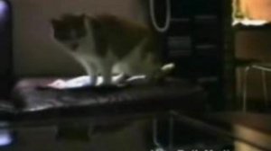 Говорящие кошки