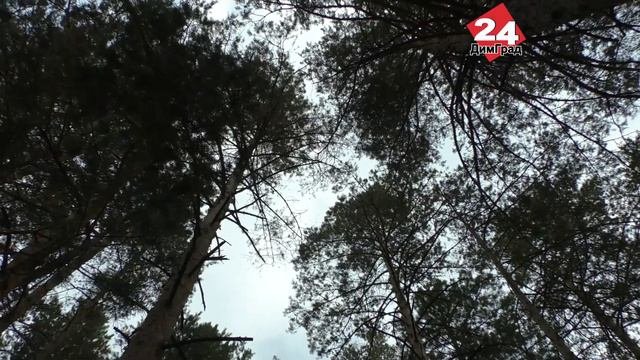 ДИМИТРОВГРАД ОКРУЖАТ ПОРЯДКА 25 КИЛОМЕТРОВ ПРОТИВОПОЖАРНЫХ ТРАНШЕЙ