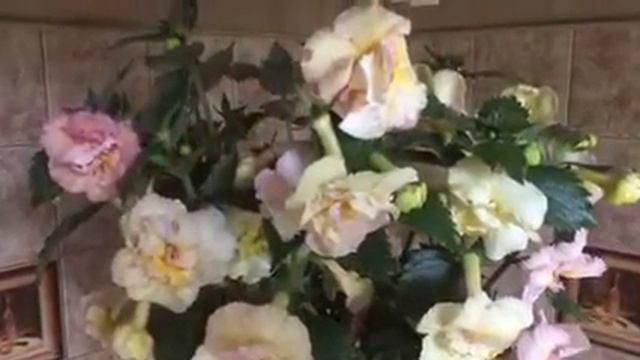 Ахименес Yellow Englis Rose смотреть онлайн