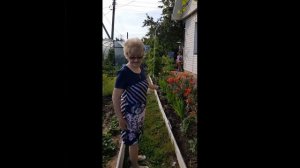 Виноград на Урале. Укрывной и неукрывной виноград.