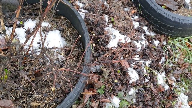 Жимолость. Цветение зимой. смотреть онлайн