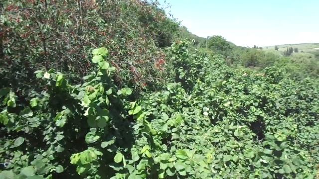 Обрезка черешни НЕ "орехом", а Винтером. Урожай всегда и МНОГО! смотреть онлайн