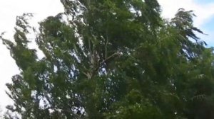 Вы шумите, шумите, надо мною березы