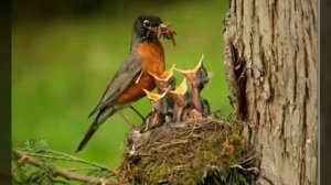 Детёныши животных и их мамы