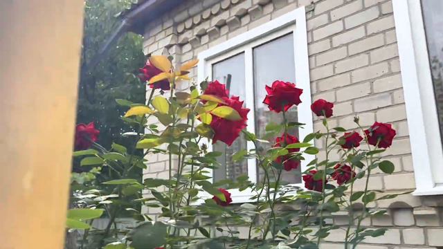 VLOG мой день рождения/подарки от детей/новинки в светофоре/мама пятерых 12.06.2021