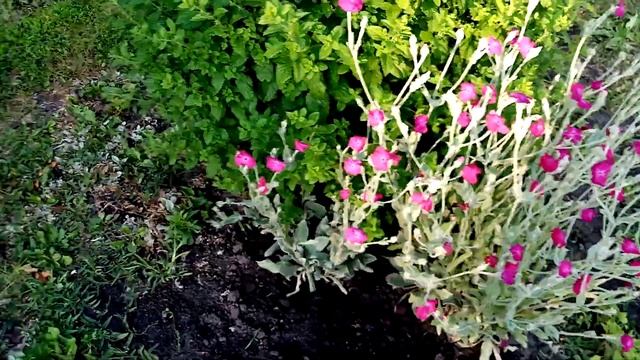 Хорошо Взошёл и Подрос Цветок ЛИХНИС.??? Один Кустик уже ПЕРЕСАДИЛА.??? 29 июня 2023г. смотреть онлайн