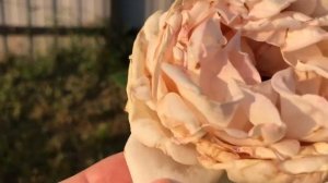 Цветение роз от питомника Тимофей