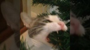 go kitty go 1 hour/speed up♪