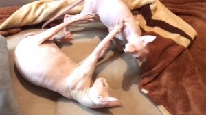 Канадские Сфинксы?Вечерний релакс ?