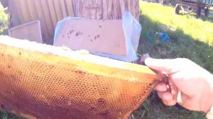 Как заселить колоду дикими, лесными пчёлами из ловушки, 08.06.21