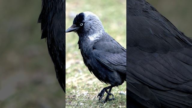 Die Dohle - Jackdaw - Coloeus monedula - #animal #tiere #bird #vögel #vogelstimmen