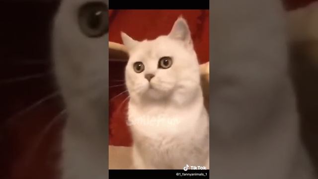 Ржачные приколы. Домашние животные. смех до слез. 42 часть