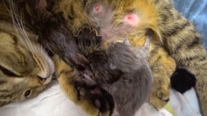 Кошка рожает котят! Видео про кошку! Трогательный момент!