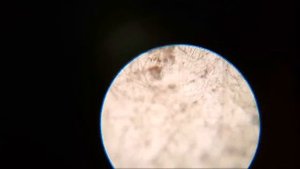 Как выбрать Микроскоп? И что с ним потом делать?