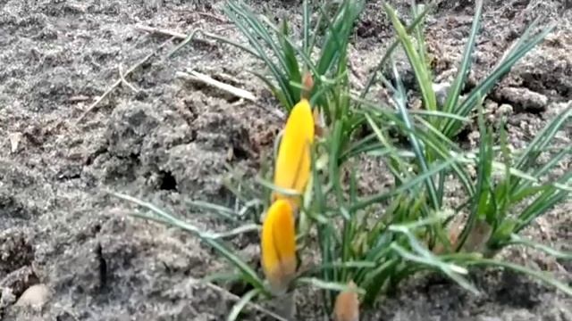 Крокусы, цикломены, галантусы, сцилла март 2019 смотреть онлайн