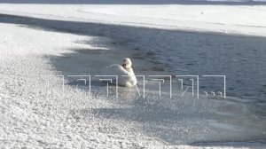 Из-за произошедшей трагедии лебедь не полетел зимовать в теплые страны, а остался жить под мостом