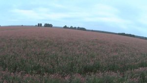 А не спеть ли мне ПЕСНЮ - ЧИЖ и Ко, cover от Viktor Grebe на БАЯНе