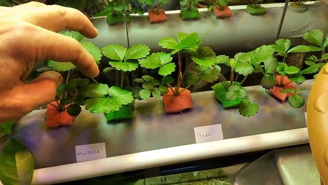 ВЫРАЩИВАНИЕ КЛУБНИКИ ДОМА на гидропонике. Продолжаю эксперименты. Завязались первые ягоды. Часть 3 смотреть онлайн