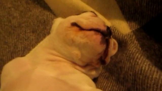 щенок спит смотреть онлайн