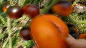 Томат ? ЯРКИЙ САМОЦВЕТ( Lucid Gem ).