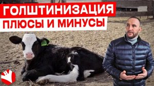 Голштинизация: плюсы и минусы | Хозяйство Агрорусь | Молочное животноводство | КУЛЬТИВАТОР