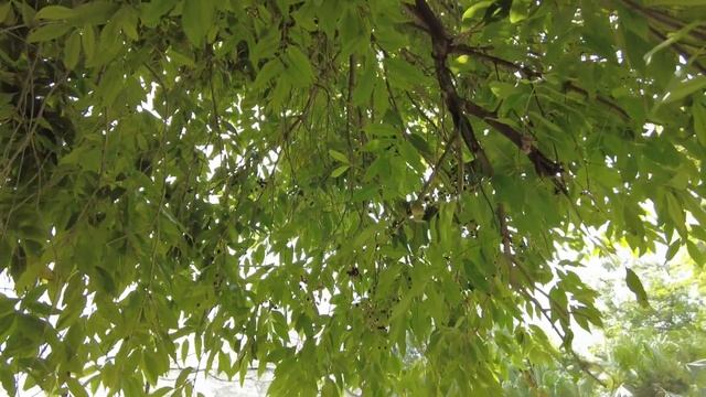 Jamun Tree a Nutritional and Medicinal Wonder. смотреть онлайн