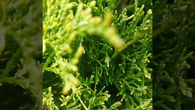 Туя Западная столвик смотреть онлайн