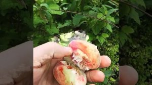 Персик для Подмосковья