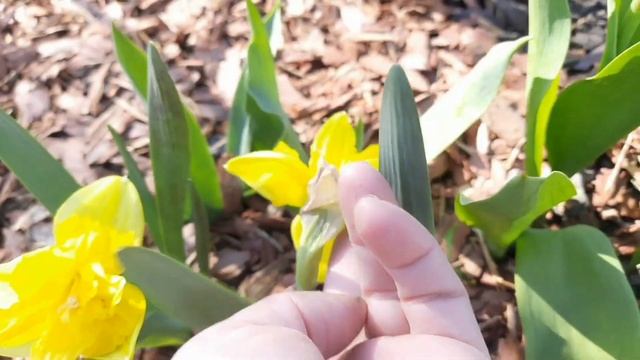 ПРЕВОСХОДНОЕ ЦВЕТЕНИЕ РОСКОШНЫХ СОРТОВЫХ НАРЦИССОВ И ДРУГИХ ВЕСЕННИХ ЦВЕТОВ.ПРИГЛАШАЮ НА ПРОГУЛКУ. смотреть онлайн