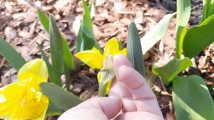 ПРЕВОСХОДНОЕ ЦВЕТЕНИЕ РОСКОШНЫХ СОРТОВЫХ НАРЦИССОВ И ДРУГИХ ВЕСЕННИХ ЦВЕТОВ.ПРИГЛАШАЮ НА ПРОГУЛКУ.