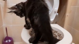 Мейн кун Сева приучаемся к туалету.