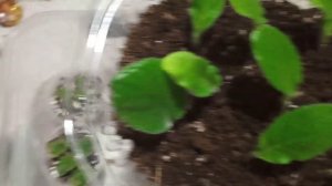 Детки стрептокарпусов. УХОД!