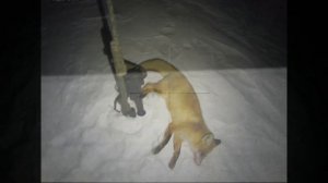 Охота на лису. Регулирование численности. Кабаны на поле