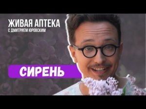 СИРЕНЬ Лекарственные св-ва / Как собирать /  Обезболивающая настойка  // Живая аптека 2